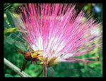 Calliandra Haematocephala